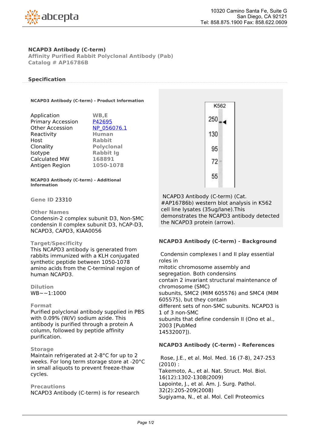 NCAPD3 Antibody (C-Term) Affinity Purified Rabbit Polyclonal Antibody (Pab) Catalog # AP16786B