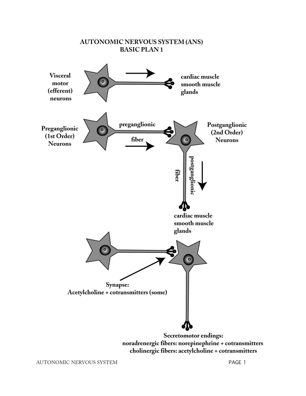 Autonomic Nervous System