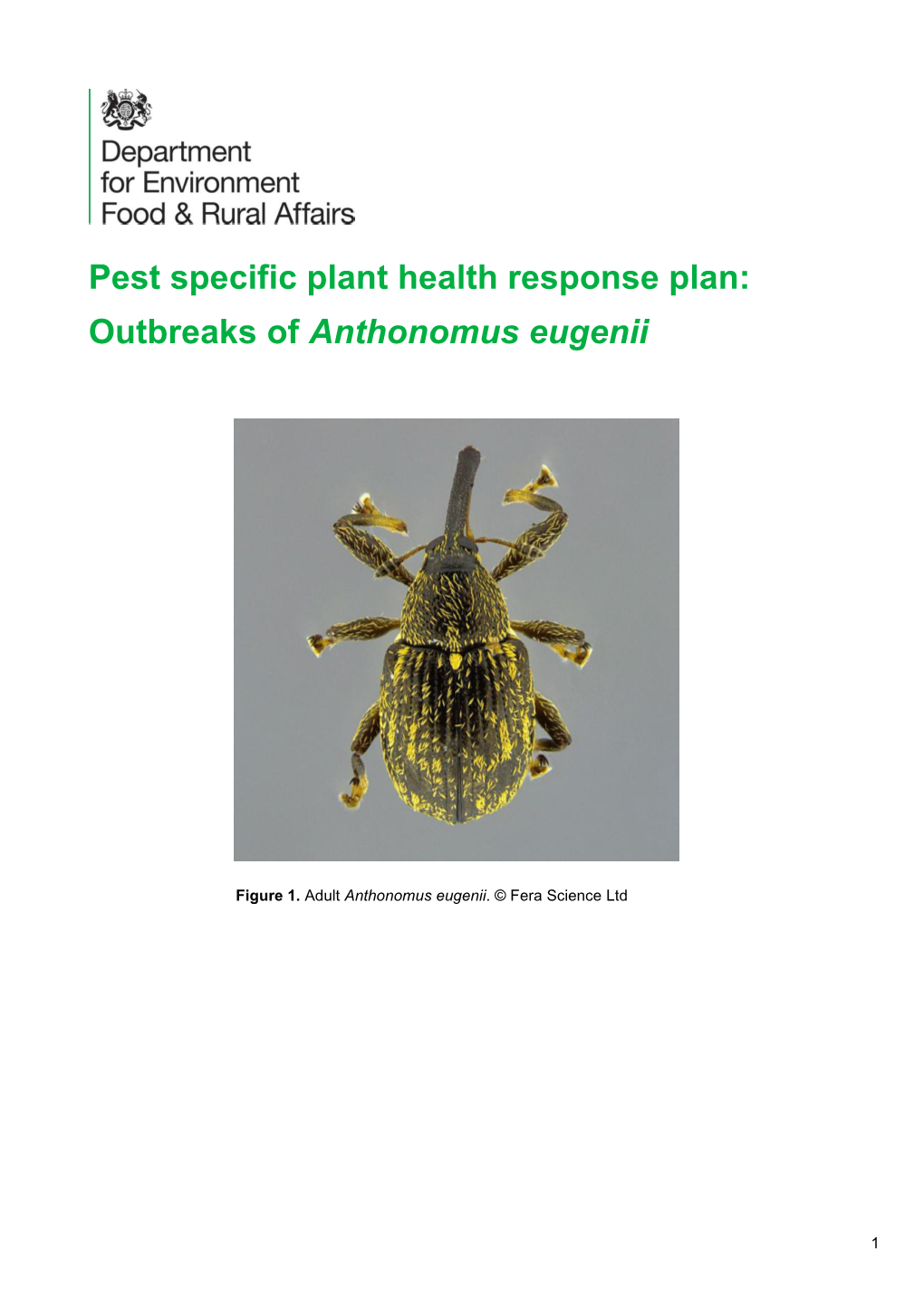 Anthonomus Eugenii Pepper Weevil