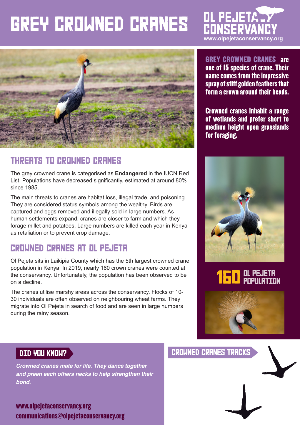 Grey Crowned Cranes