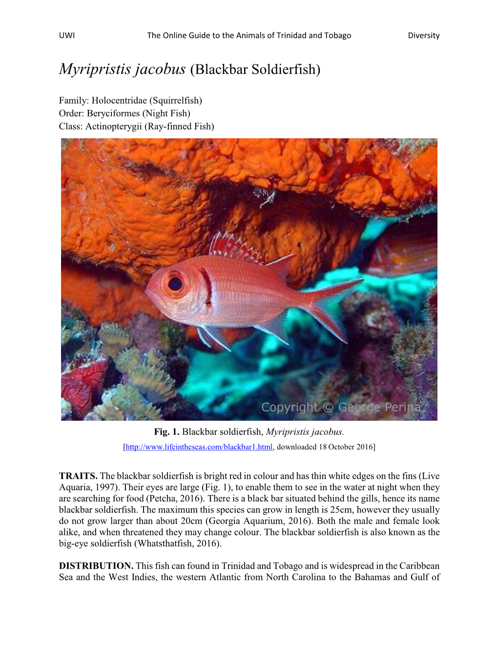 Myripristis Jacobus (Blackbar Soldierfish)