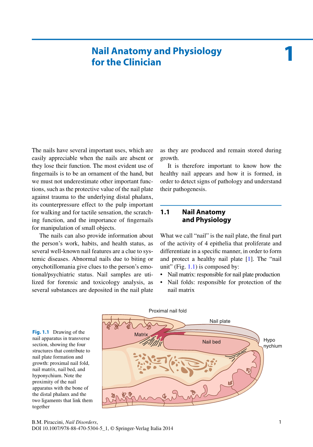 Nail Anatomy and Physiology for the Clinician 1