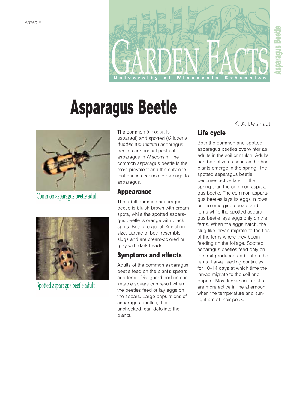 Asparagus Beetle (A3760-2001)