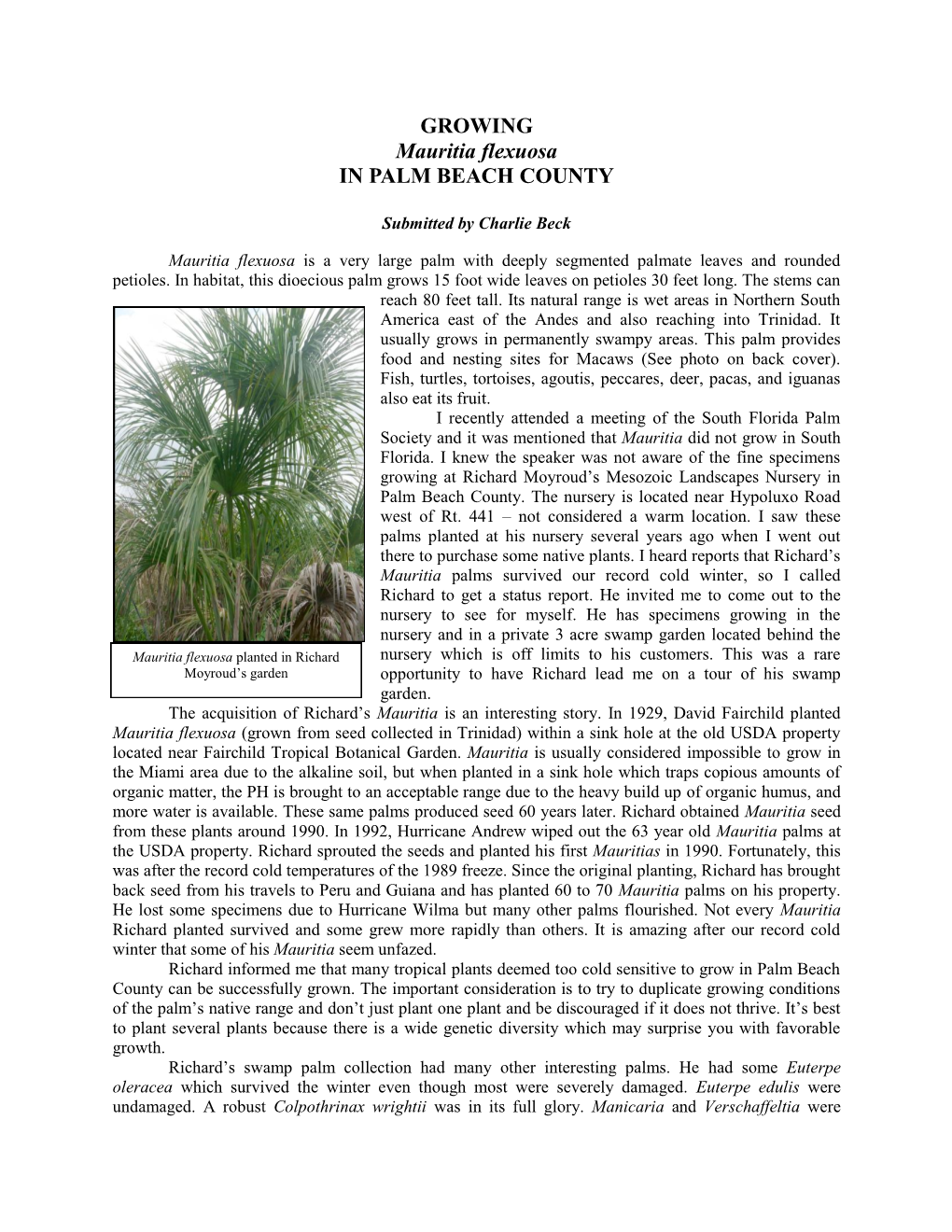 GROWING Mauritia Flexuosa in PALM BEACH COUNTY