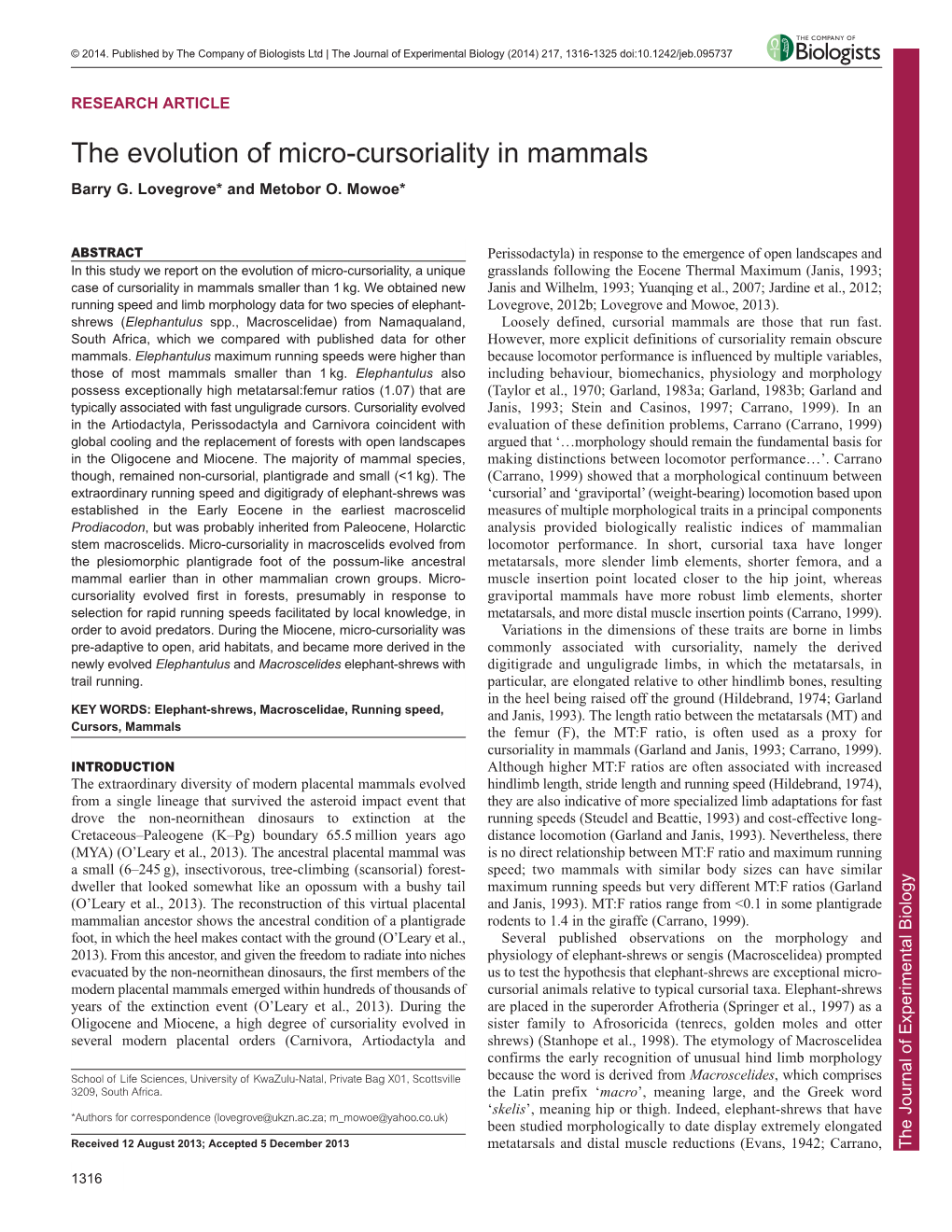 The Evolution of Micro-Cursoriality in Mammals