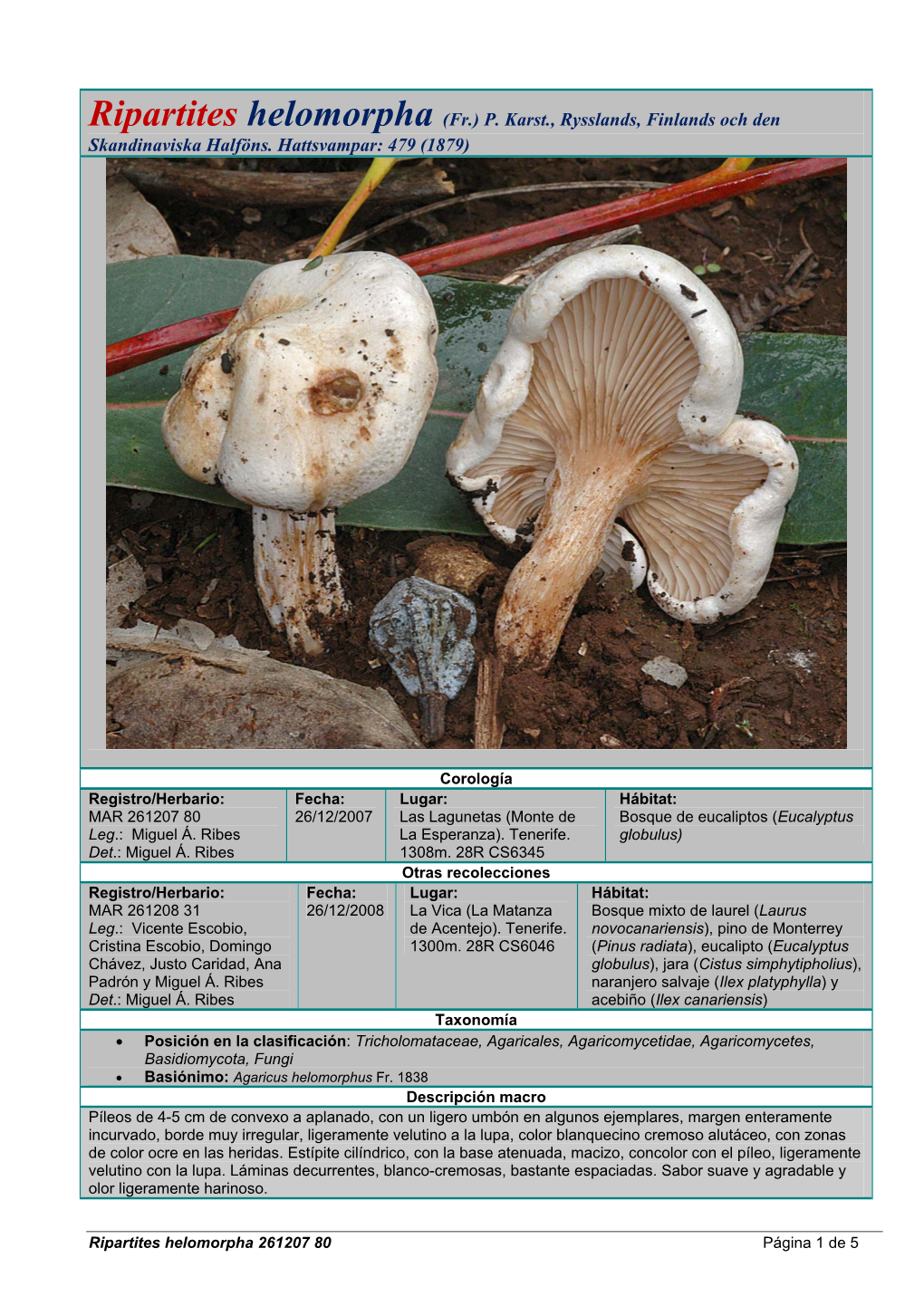 Ripartites Helomorpha (Fr.) P