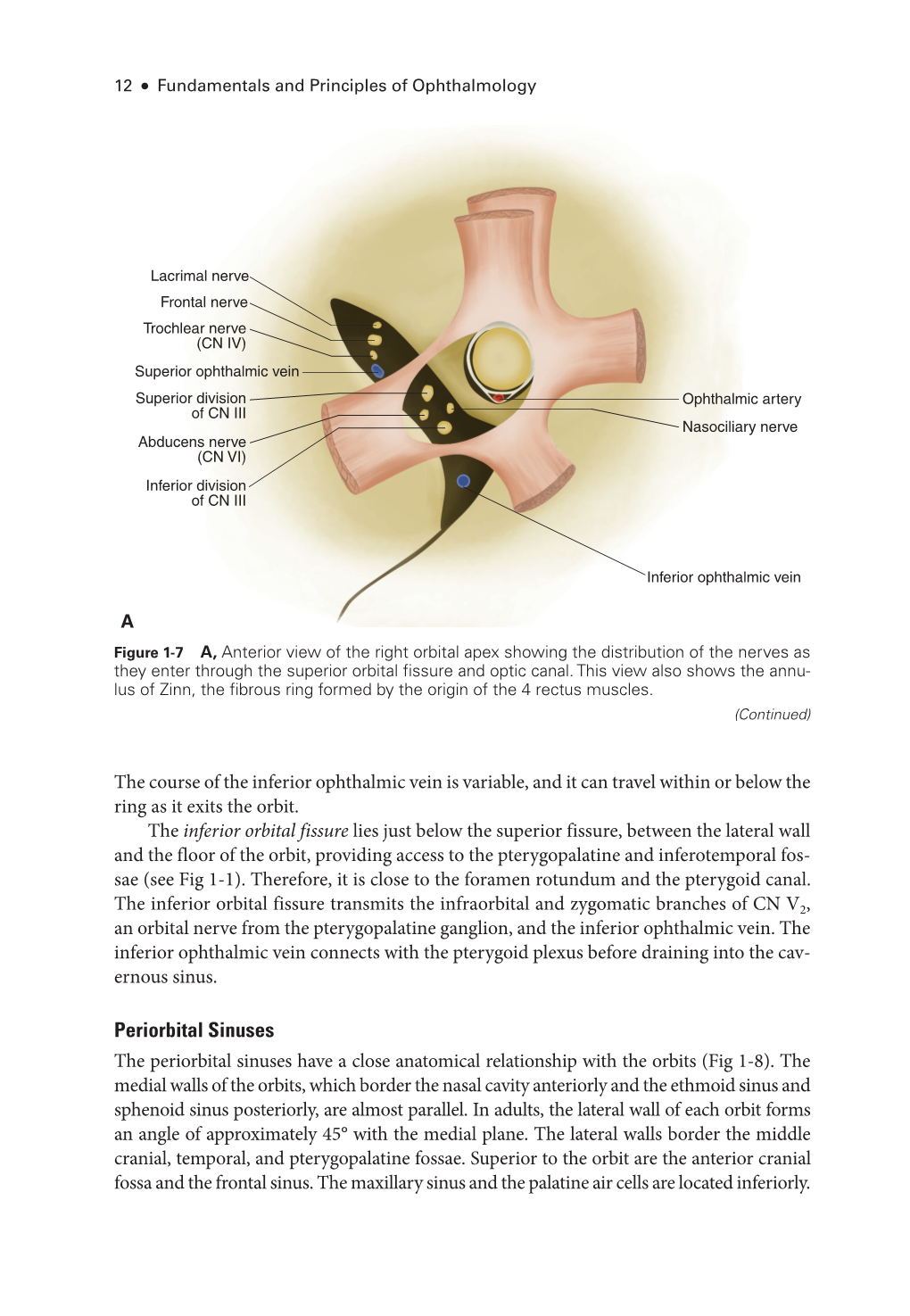 Periorbital Sinuses the Periorbital Sinuses Have a Close Anatomical Relationship with the Orbits (Fig 1-8)