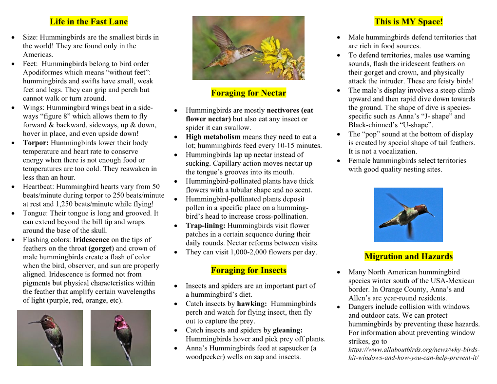 Hummingbirds.Pdf