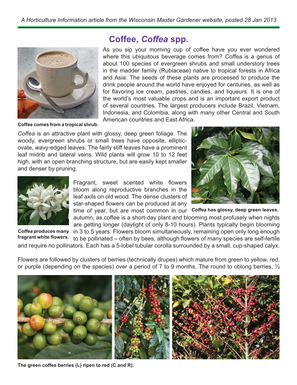 Coffee, Coffea Spp