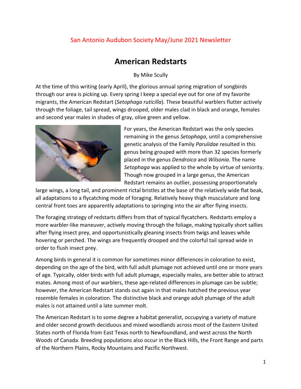 American Redstarts