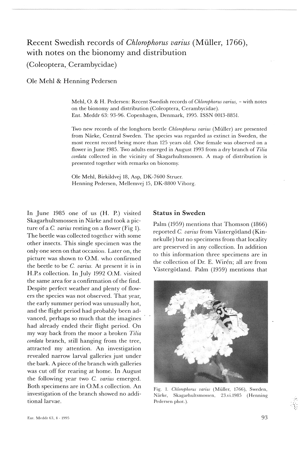 Recent Swedish Records of Chlorophorus Varius (Muller, 1766), with Notes on the Bionomy and Distribution (Coleoptera