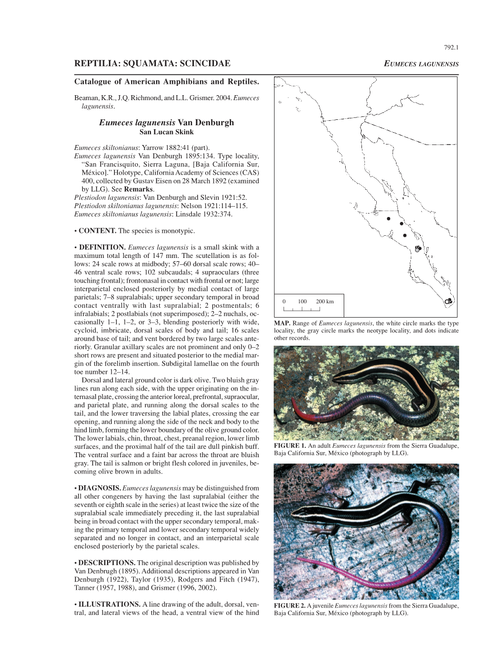 REPTILIA: SQUAMATA: SCINCIDAE Eumeces Lagunensis Van Denburgh