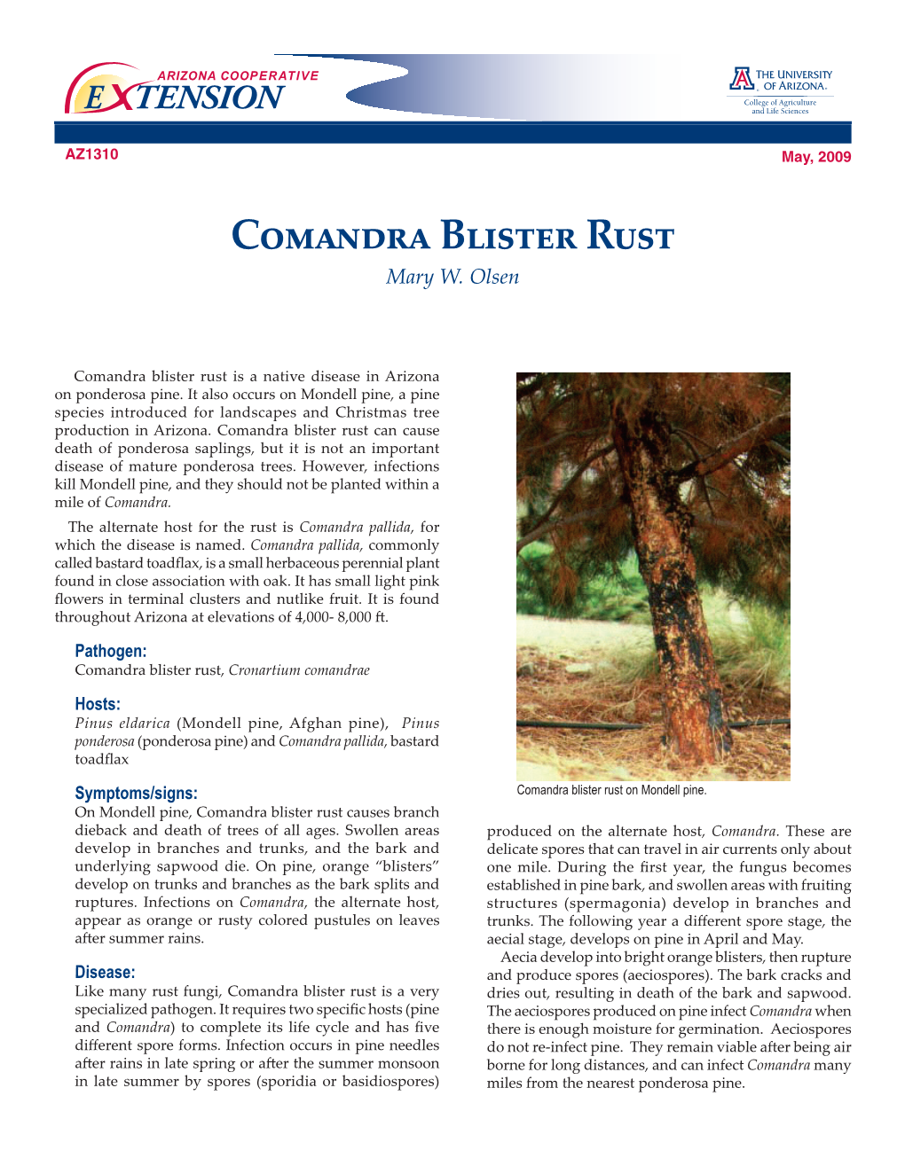 Comandra Blister Rust Mary W