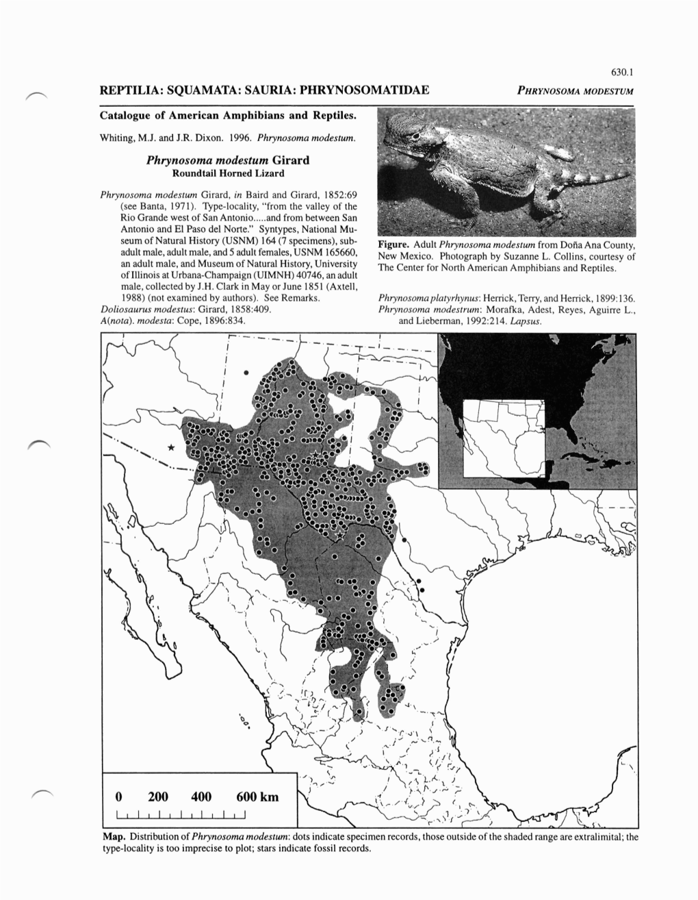 N REPTILIA: SQUAMATA: SAURIA: PHRYNOSOMATIDAE PHRYNOSOMA Phrynosoma Modestum Girard