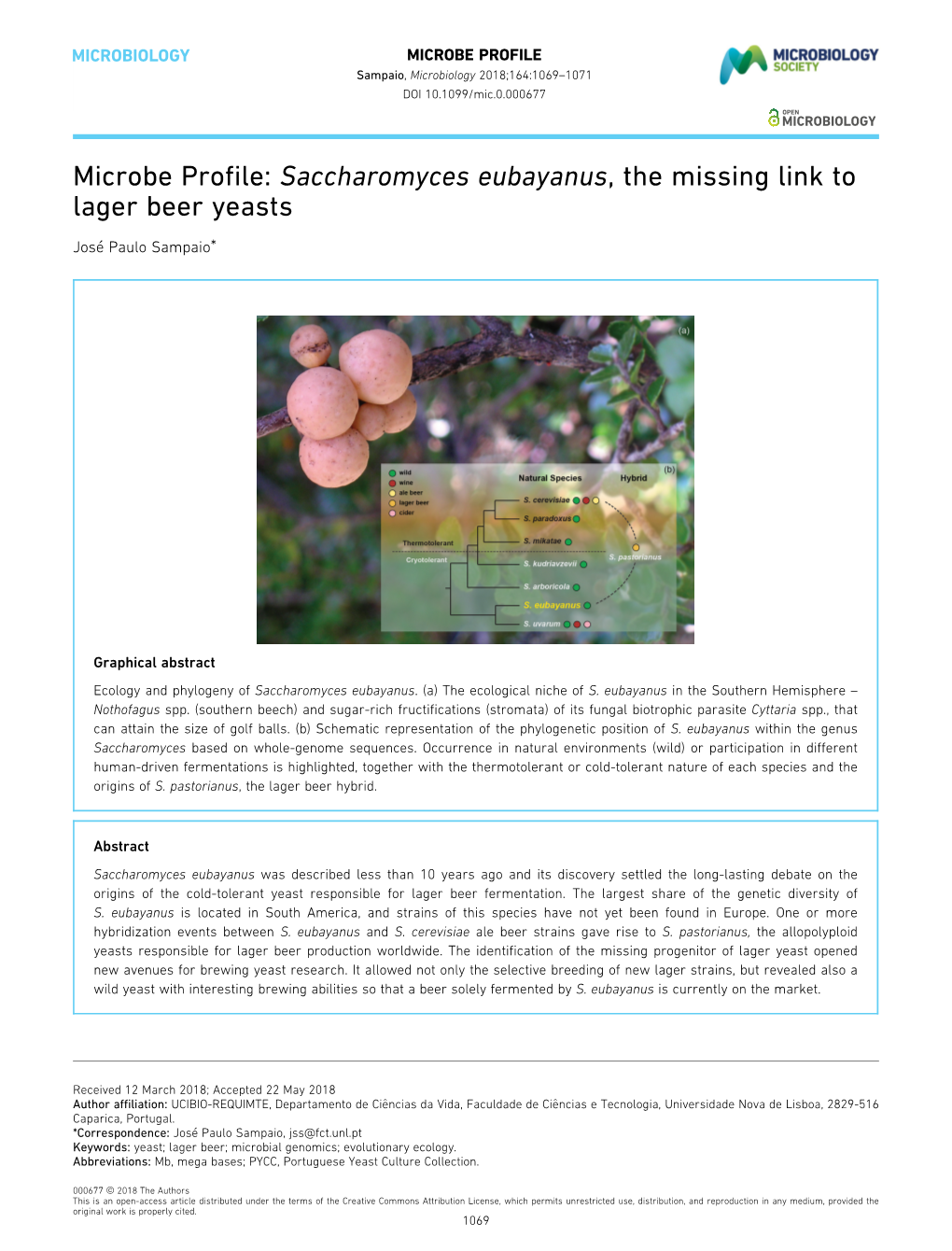 Saccharomyces Eubayanus, the Missing Link to Lager Beer Yeasts