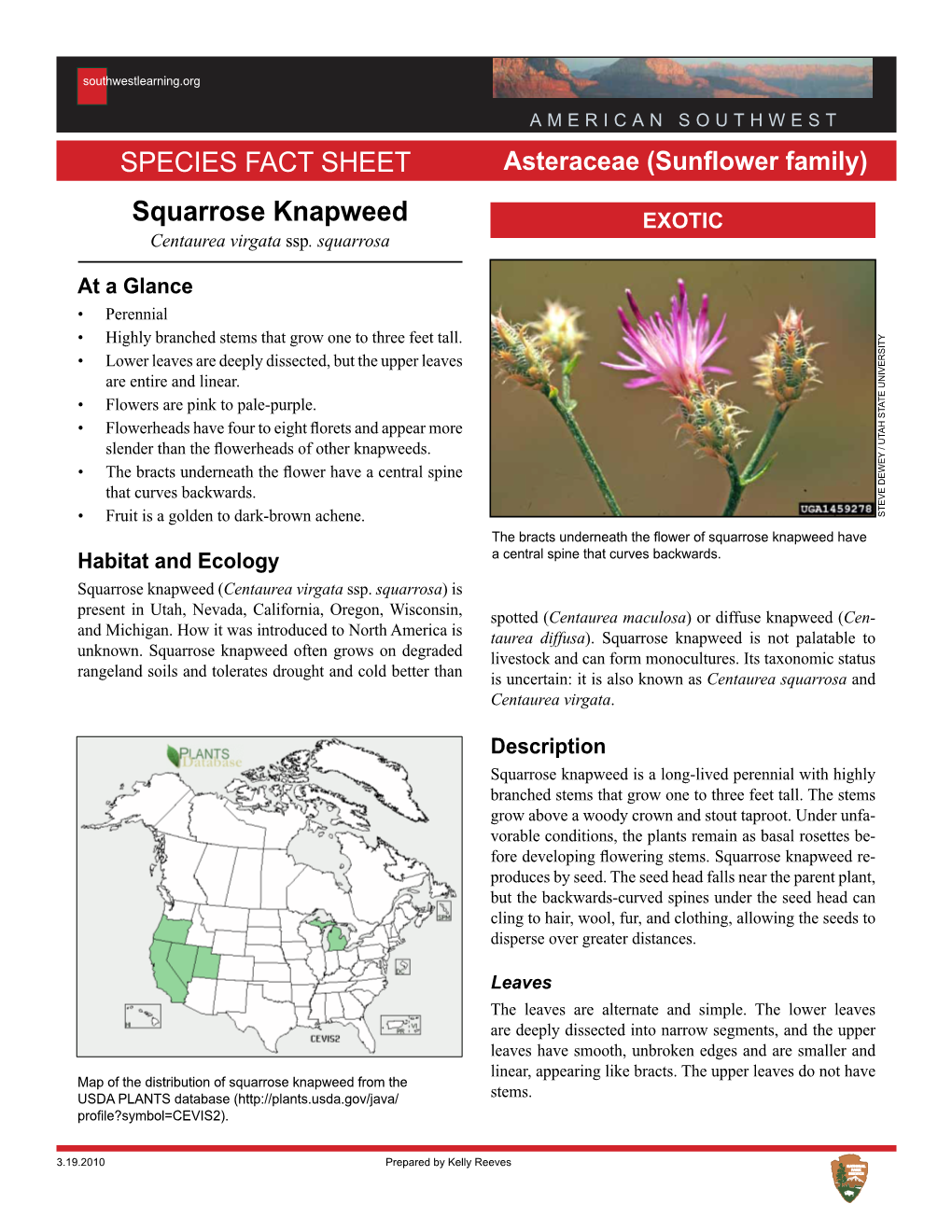 Squarrose Knapweed EXOTIC Centaurea Virgata Ssp