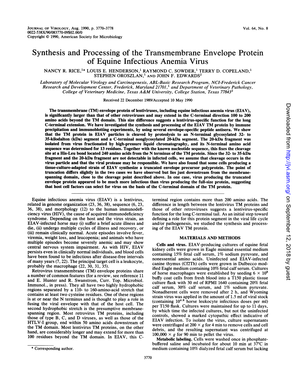 Synthesis and Processing of the Transmembrane Envelope Protein of Equine Infectious Anemia Virus NANCY R