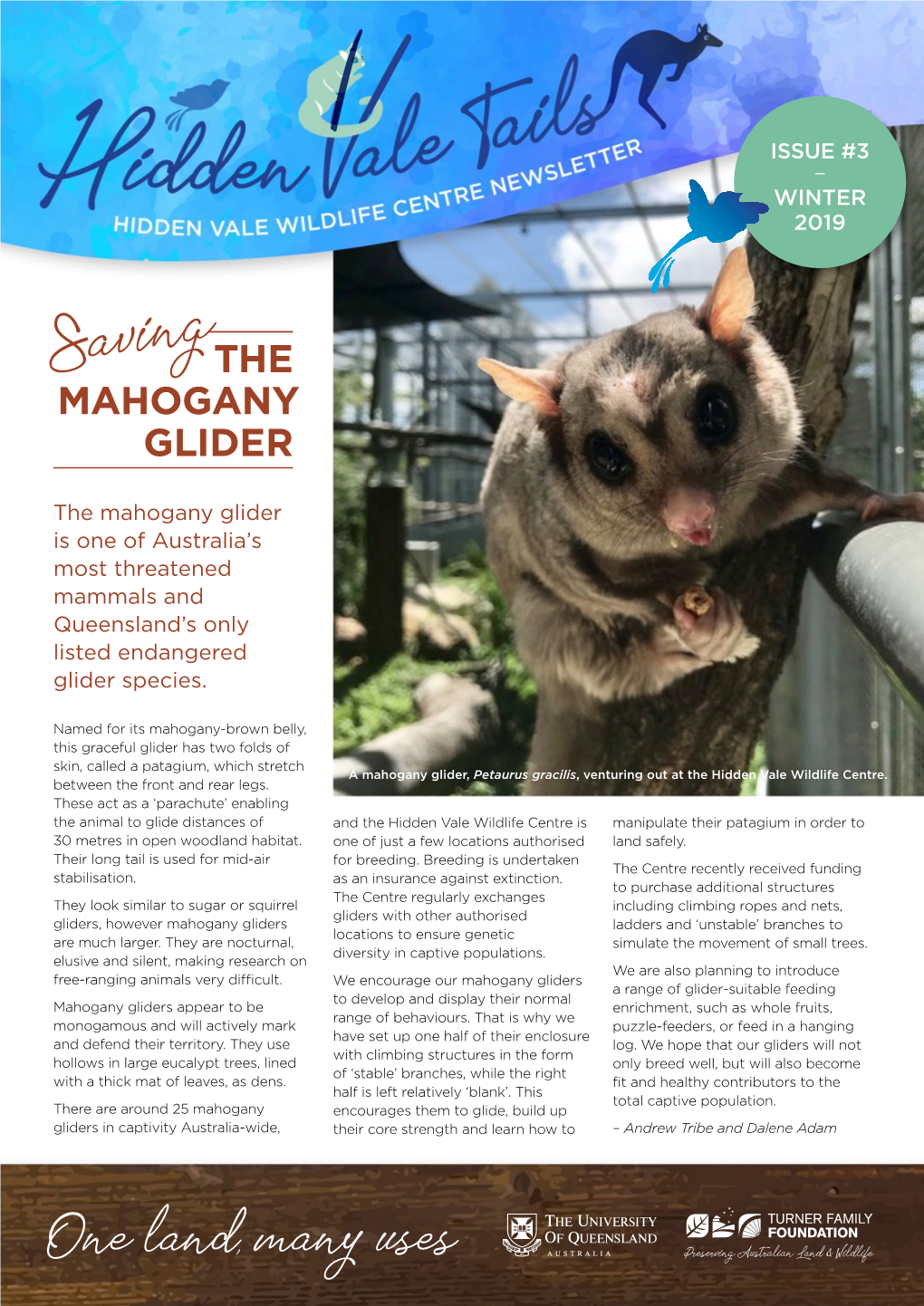 The Mahogany Glider