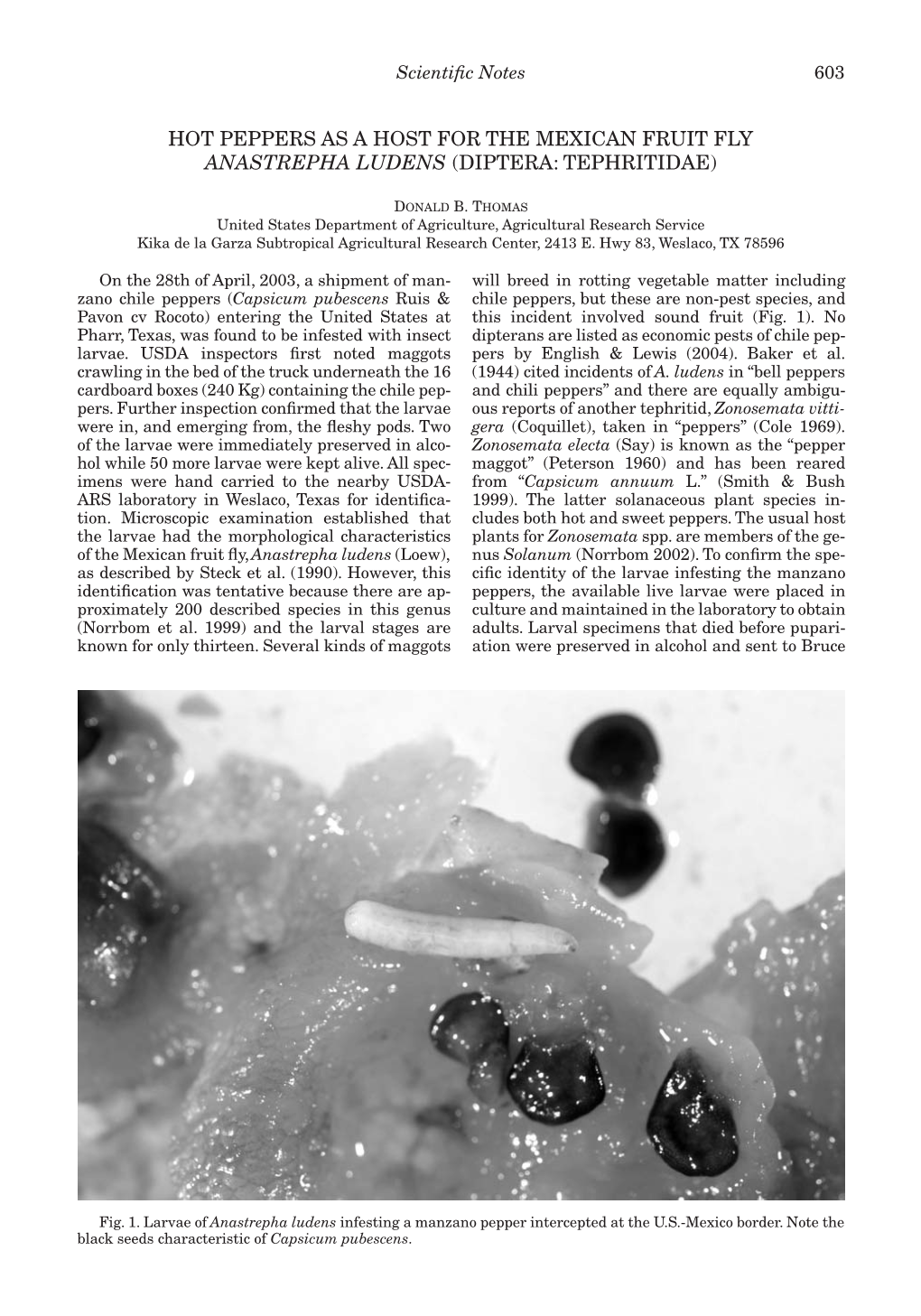 Hot Peppers As a Host for the Mexican Fruit Fly Anastrepha Ludens (Diptera: Tephritidae)