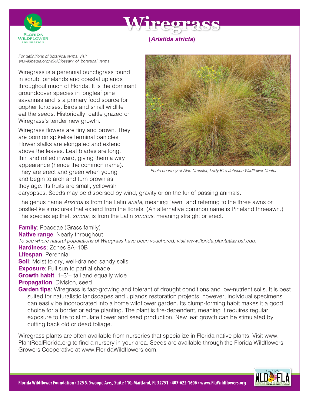 Wiregrass (Aristida Stricta)