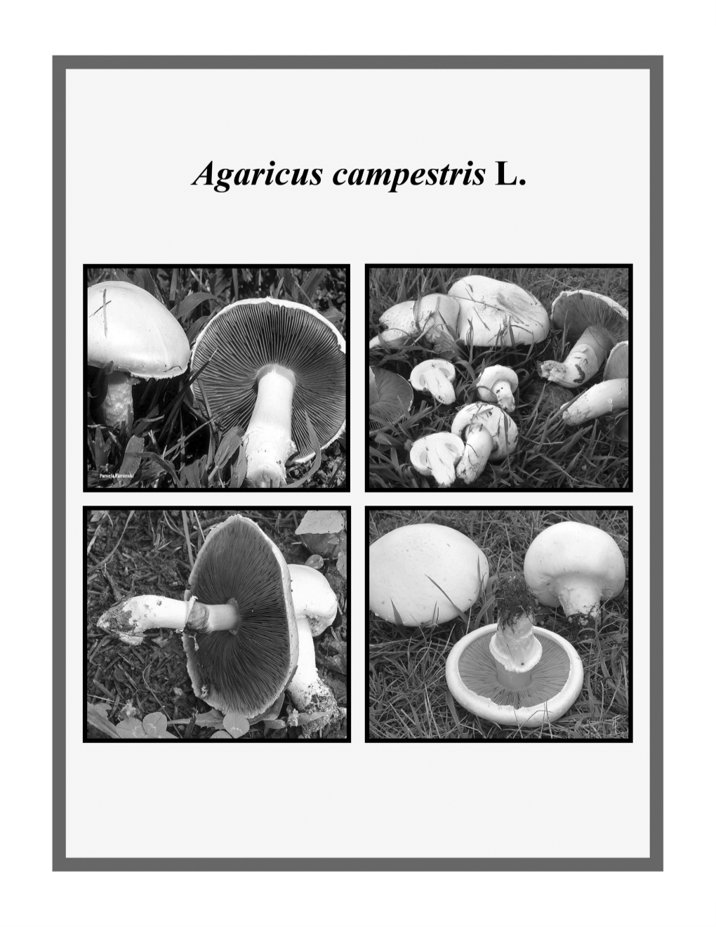 Agaricus Campestris L