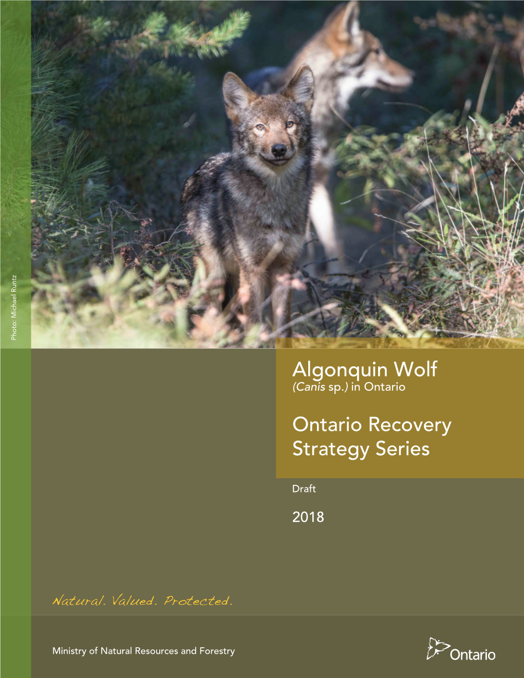 DRAFT Recovery Strategy for the Algonquin Wolf (Canis Sp.)