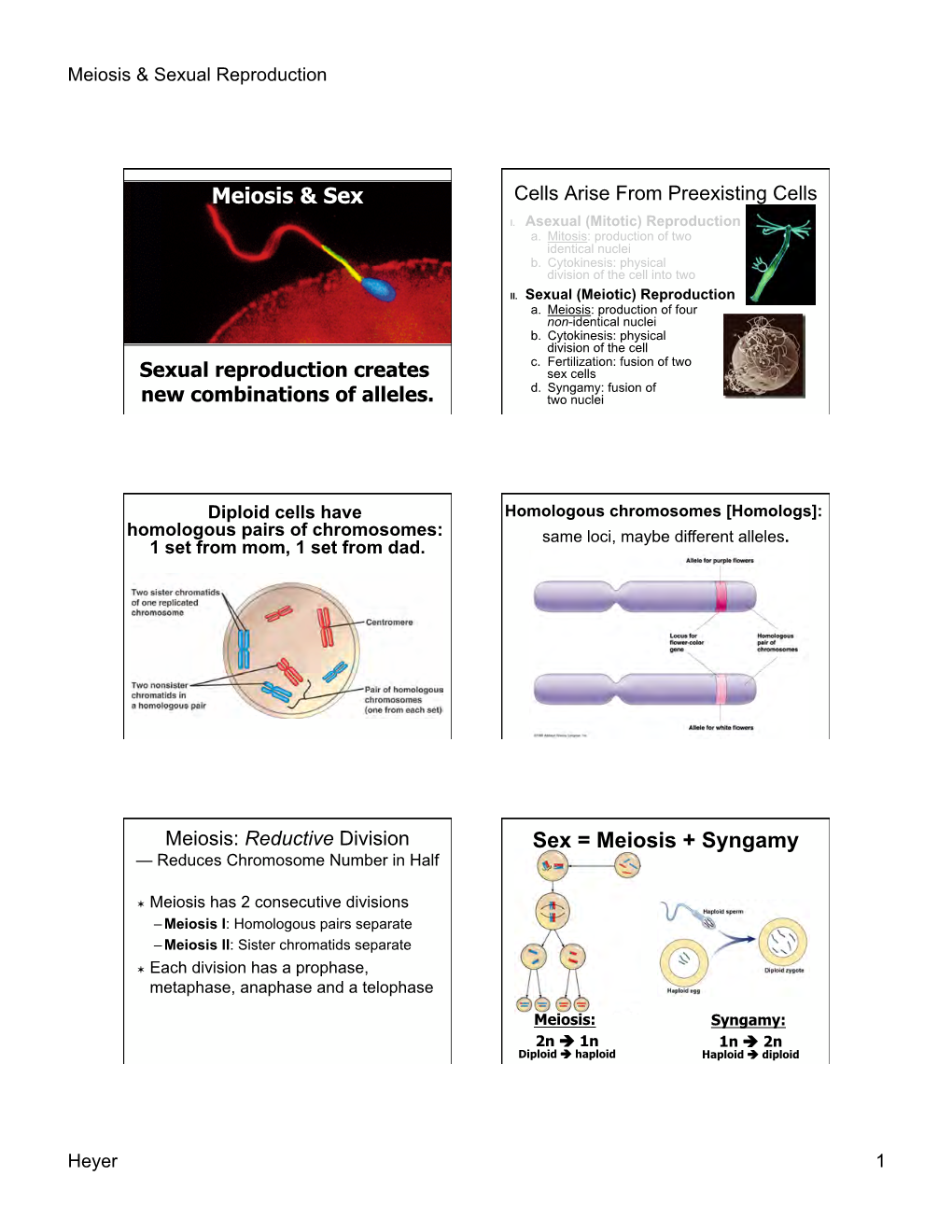 Meiosis & Sexual Reproduction Heyer 1