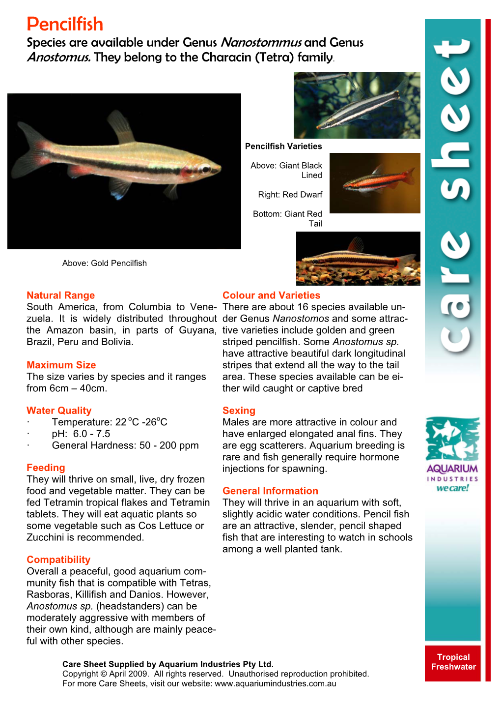 Pencilfish Species Are Available Under Genus Nanostommus and Genus Anostomus