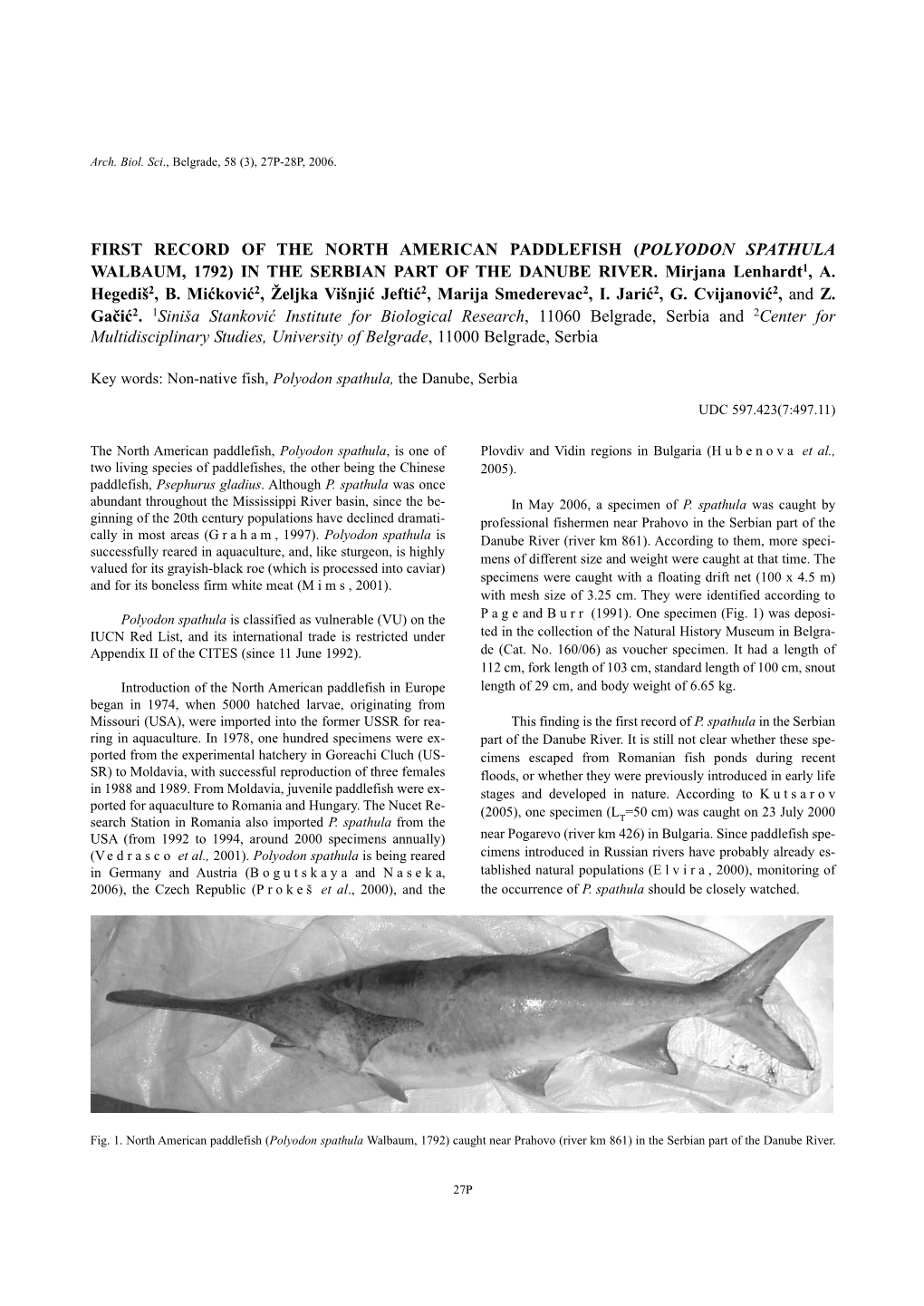 First Record of the North American Paddlefish (Polyodon Spathula Walbaum, 1792) in the Serbian Part of the Danube River