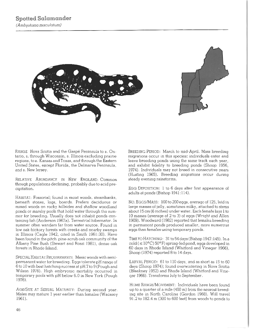 Spotted Salamander (Ambystoma Maculafum)