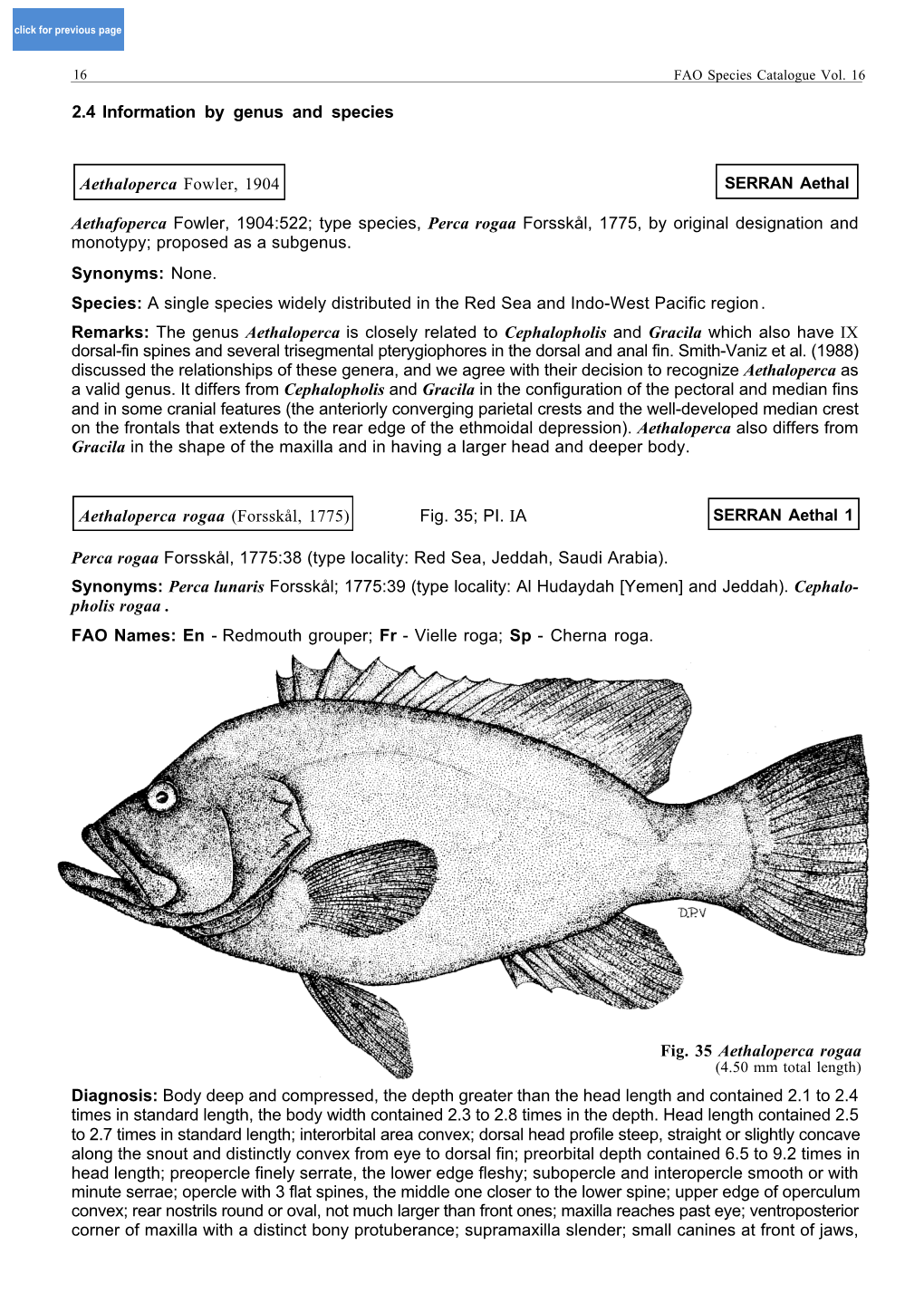 Type Species, Perca Rogaa Forsskål, 1775, by Original Designation and Monotypy; Proposed As a Subgenus