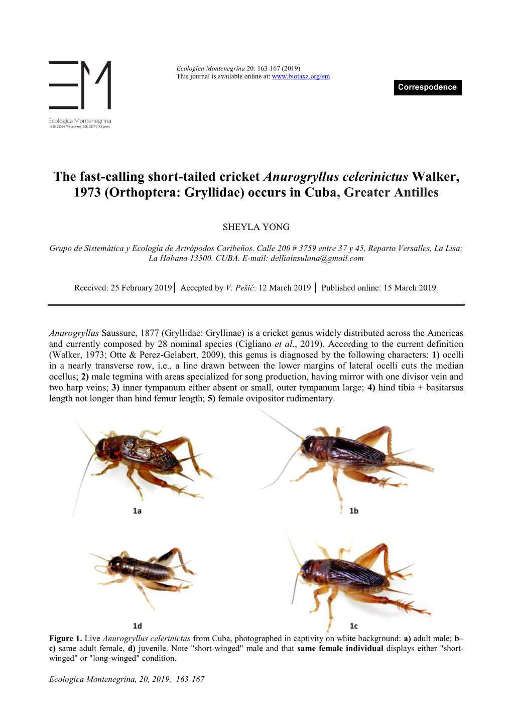 Orthoptera: Gryllidae) Occurs in Cuba, Greater Antilles