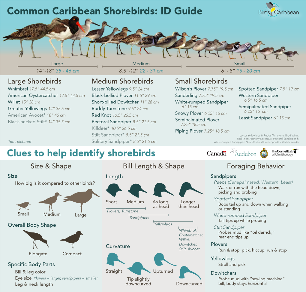 Common Caribbean Shorebirds: ID Guide