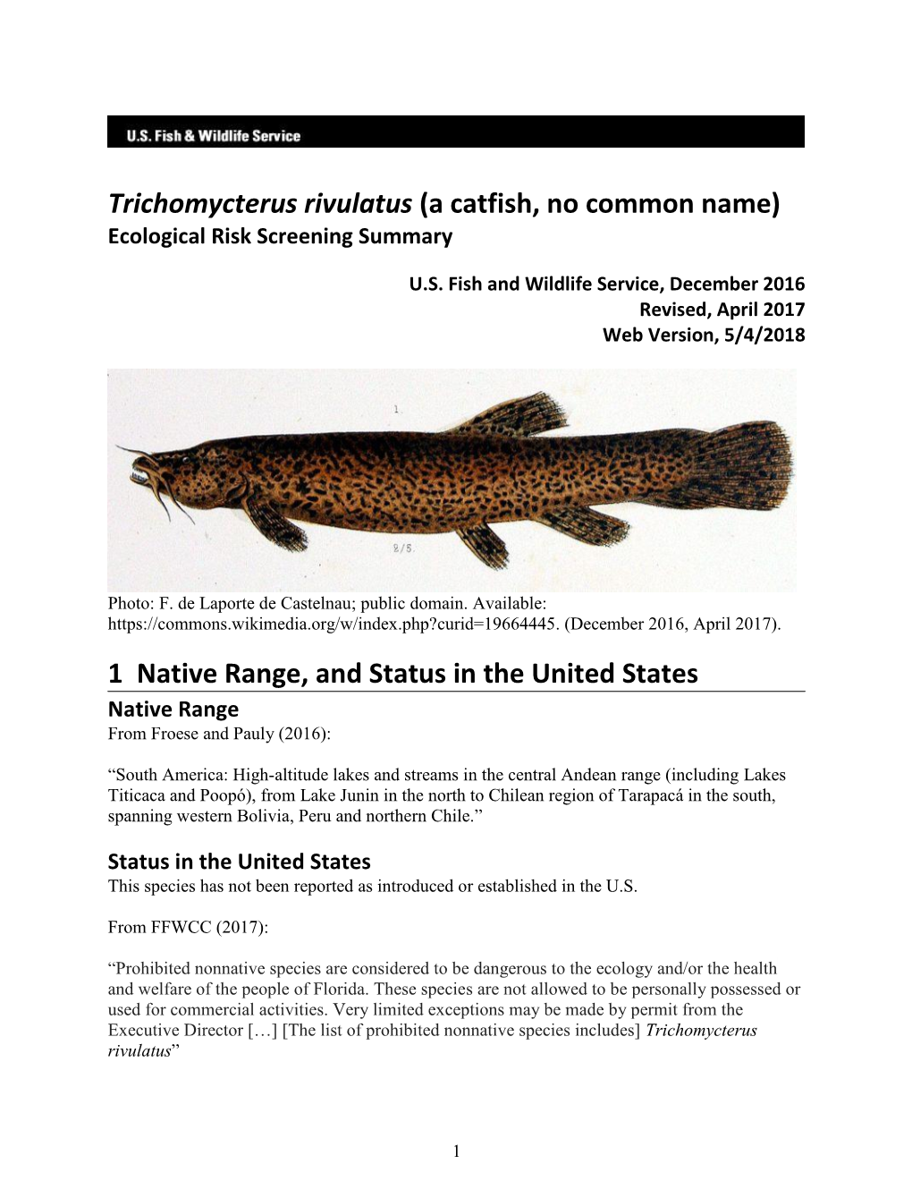 Trichomycterus Rivulatus (A Catfish, No Common Name) Ecological Risk Screening Summary