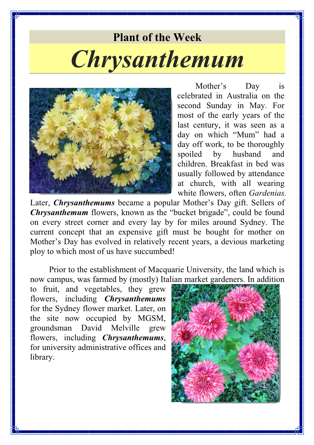 Chrysanthemum