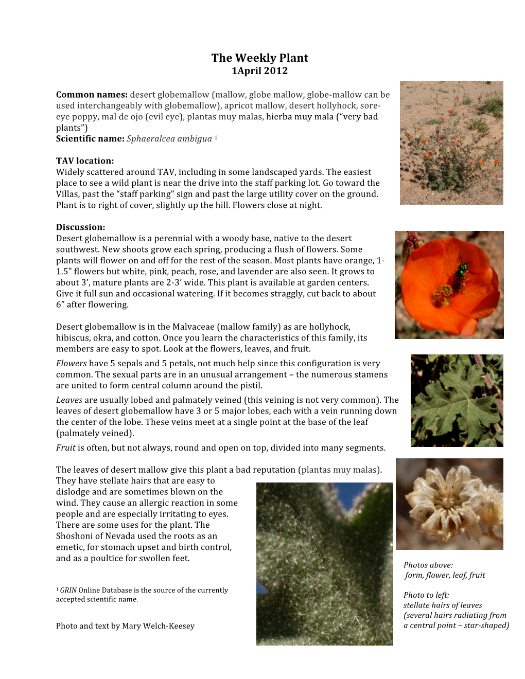 Sphaeralcea Ambigua Desert Globemallow 1Apr2012