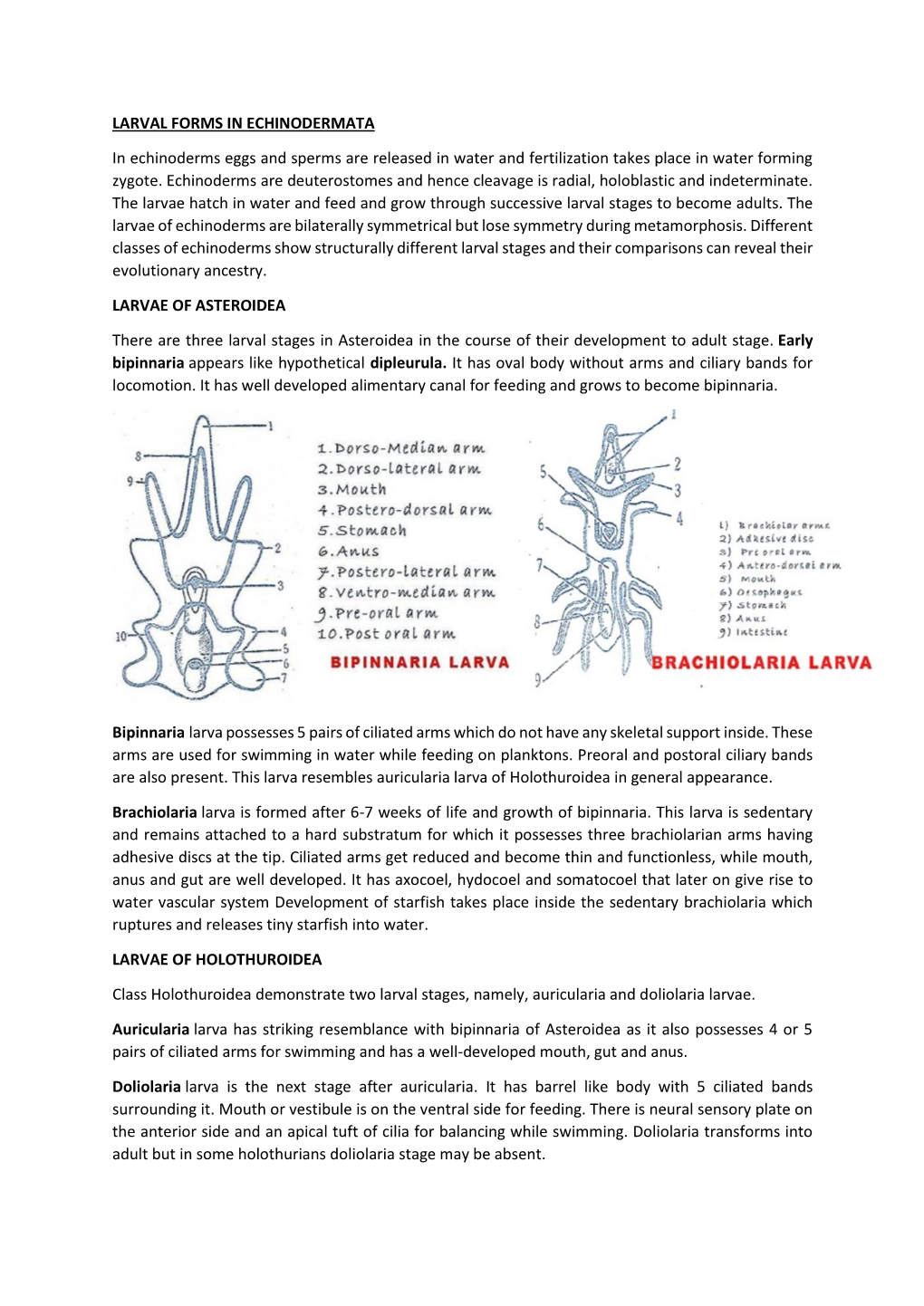 LARVAL FORMS in ECHINODERMATA in Echinoderms