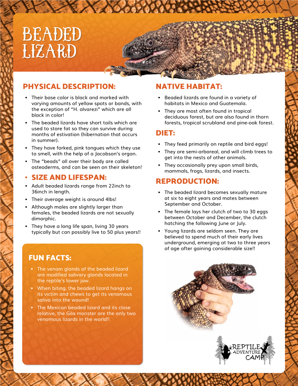 Beaded Lizard