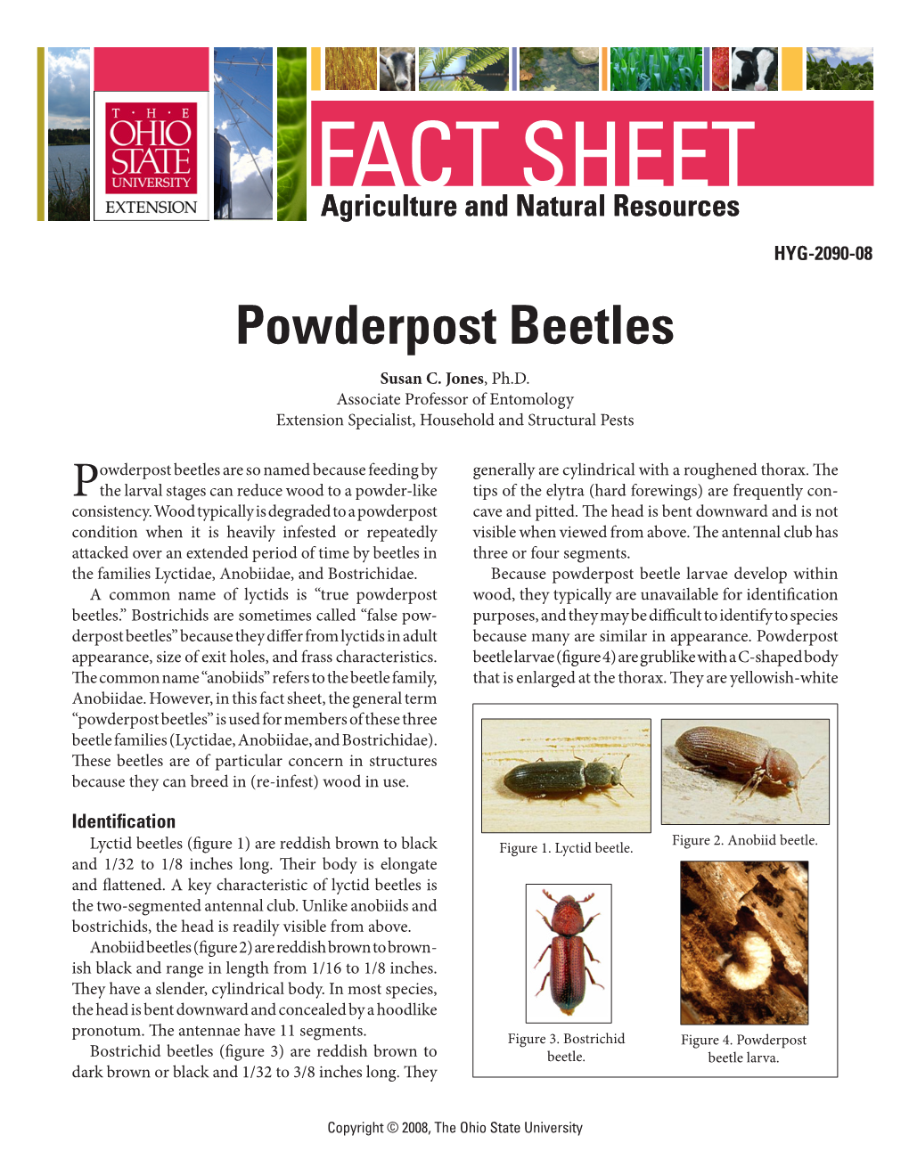 Powderpost Beetles