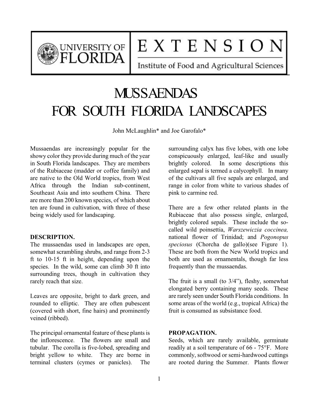 Mussaendas for South Florida Landscapes