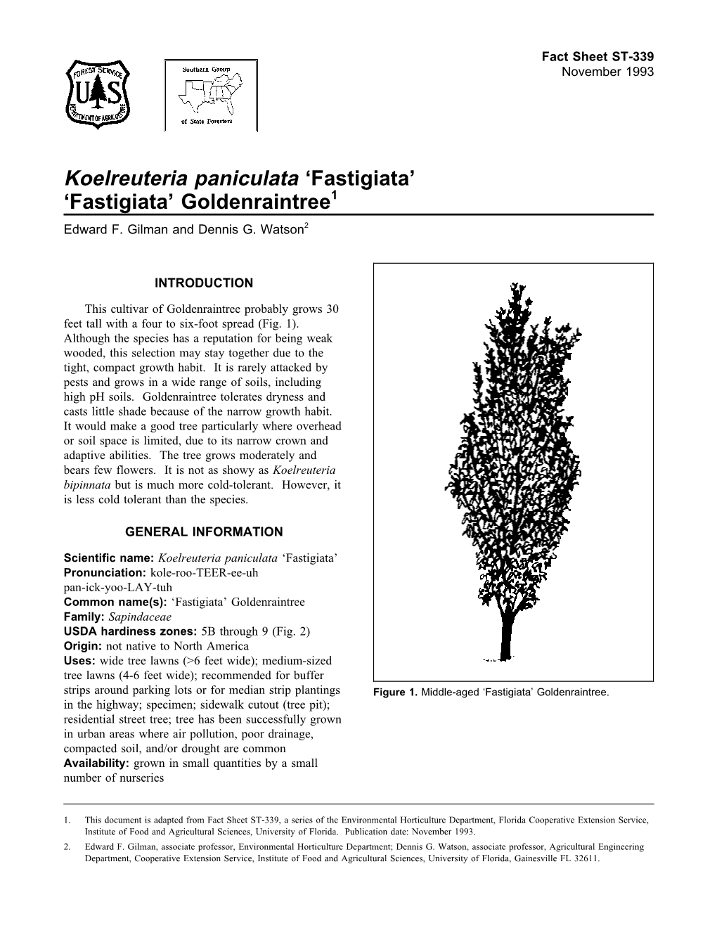 Koelreuteria Paniculata 'Fastigiata'