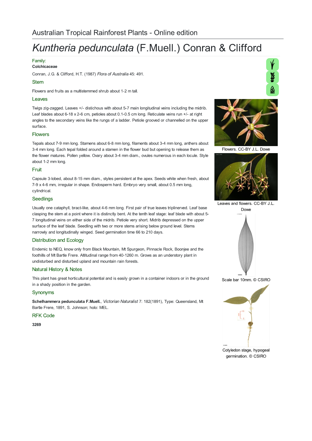 Kuntheria Pedunculata (F.Muell.) Conran & Clifford Family: Colchicaceae Conran, J.G