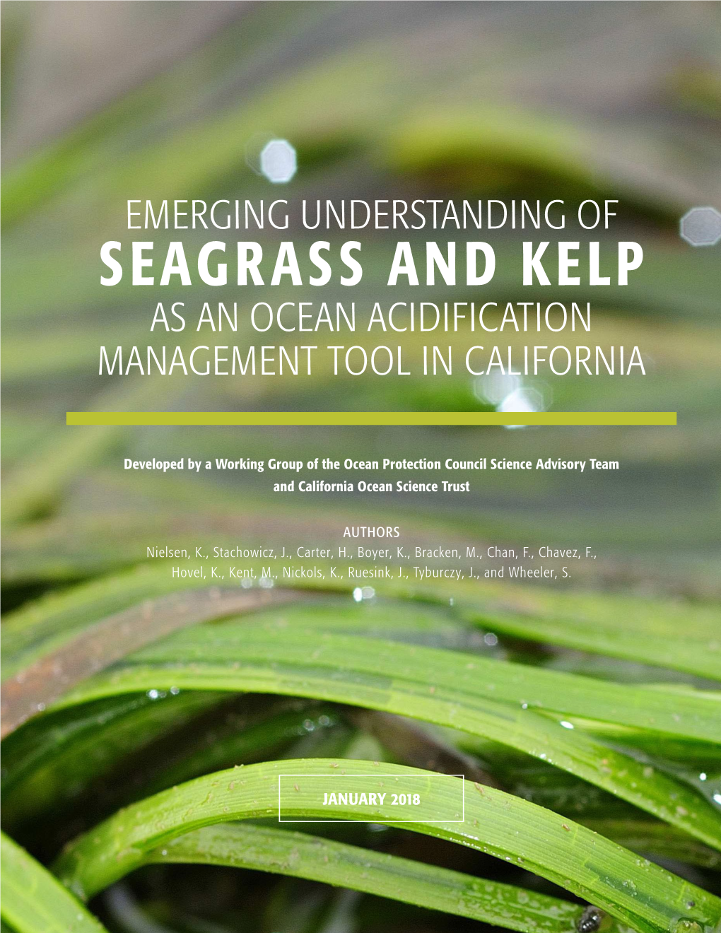 Emerging Understanding of Seagrass and Kelp As an Ocean Acidification Management Tool in California