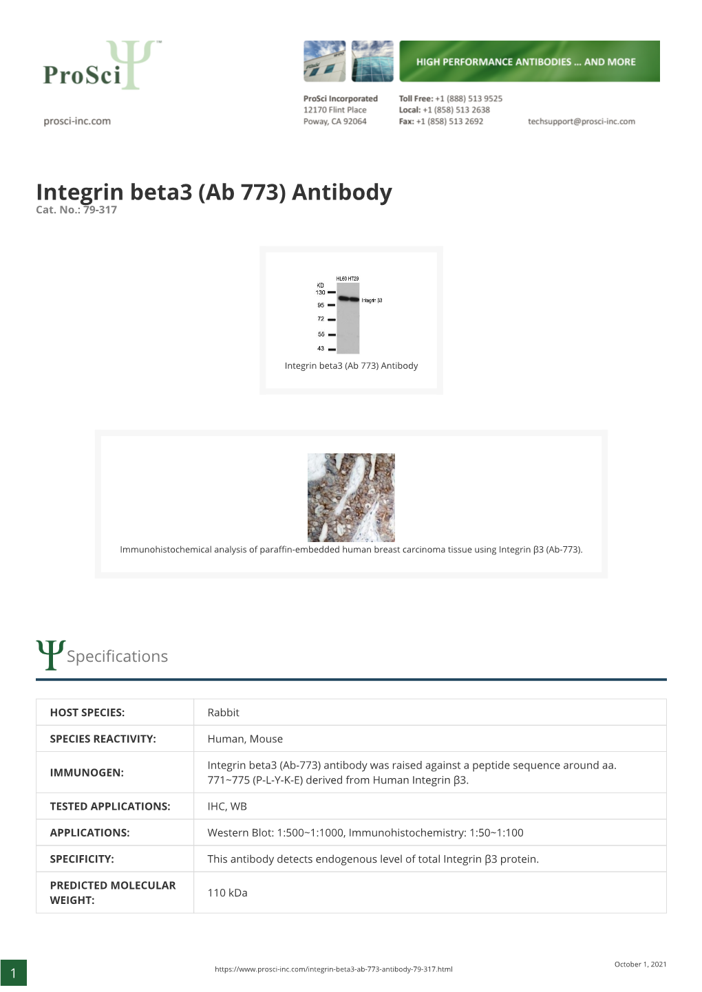 Integrin Beta3 (Ab 773) Antibody Cat