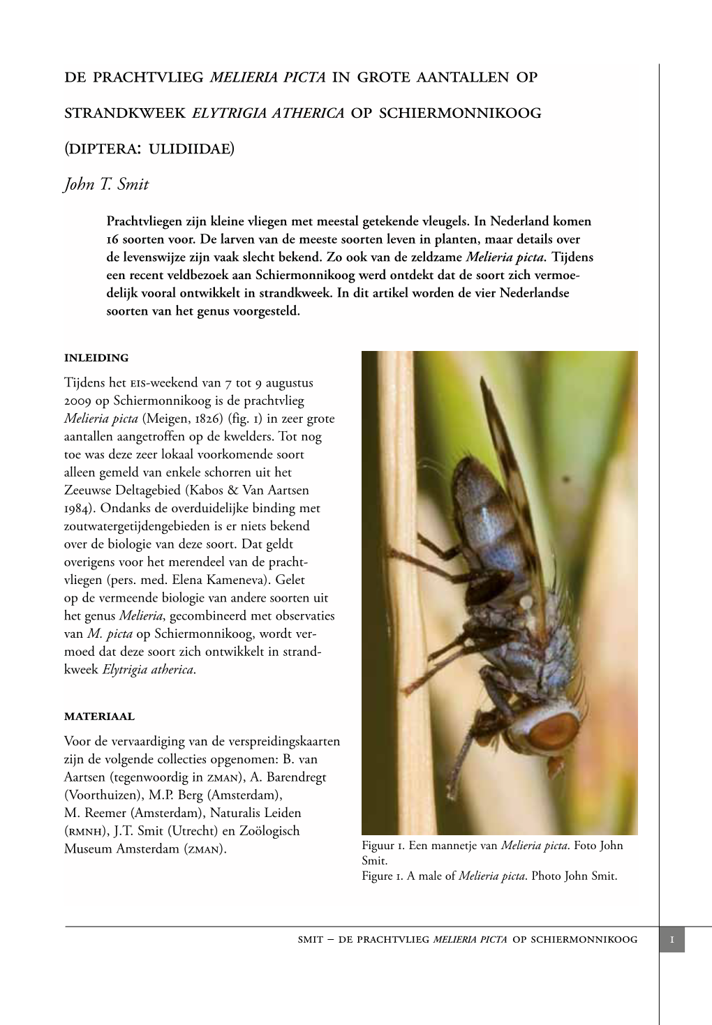 De Prachtvlieg MELIERIA PICTA in Grote Aantallen Op Op Schiermonnikoog (Diptera: Ulidiidae)