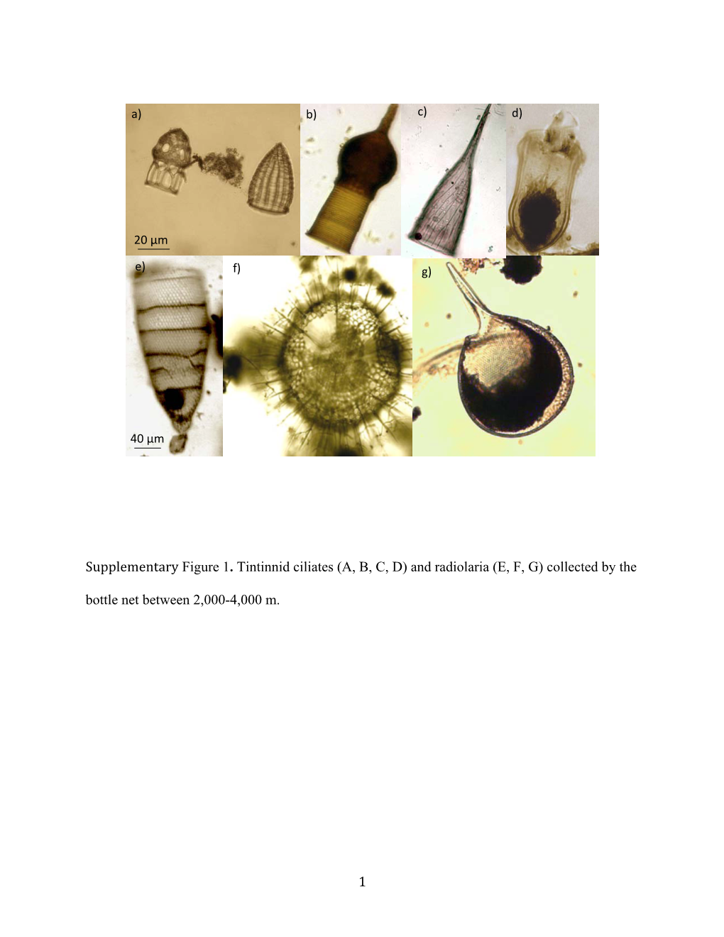 Supplementary Figure 1. Tintinnid Ciliates (A, B, C, D) and Radiolaria (E, F, G) Collected by the Bottle Net Between 2,000-4,000 M