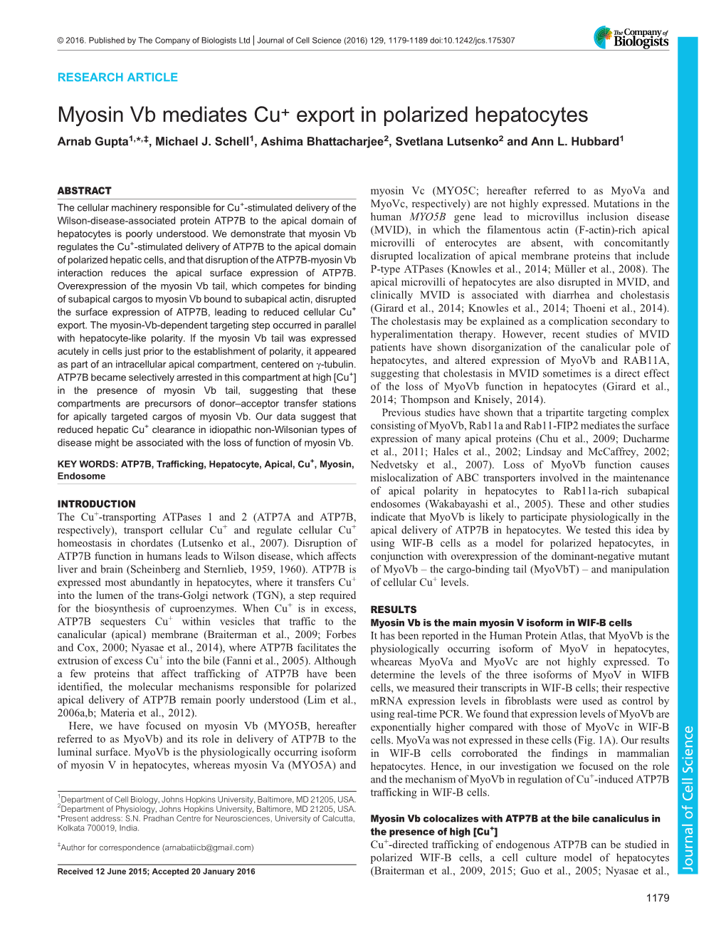 Myosin Vb Mediates Cu+ Export in Polarized Hepatocytes Arnab Gupta1,*,‡, Michael J