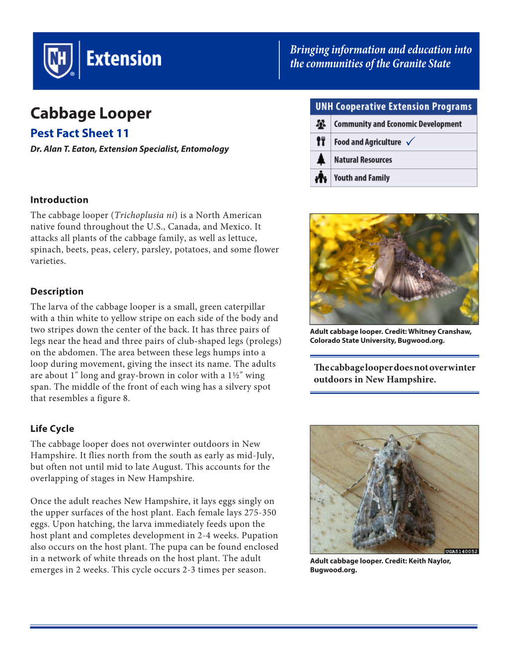 Cabbage Looper Pest Fact Sheet 11 Dr