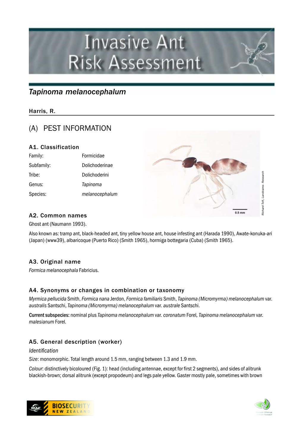 Tapinoma Melanocephalum (A) PEST INFORMATION