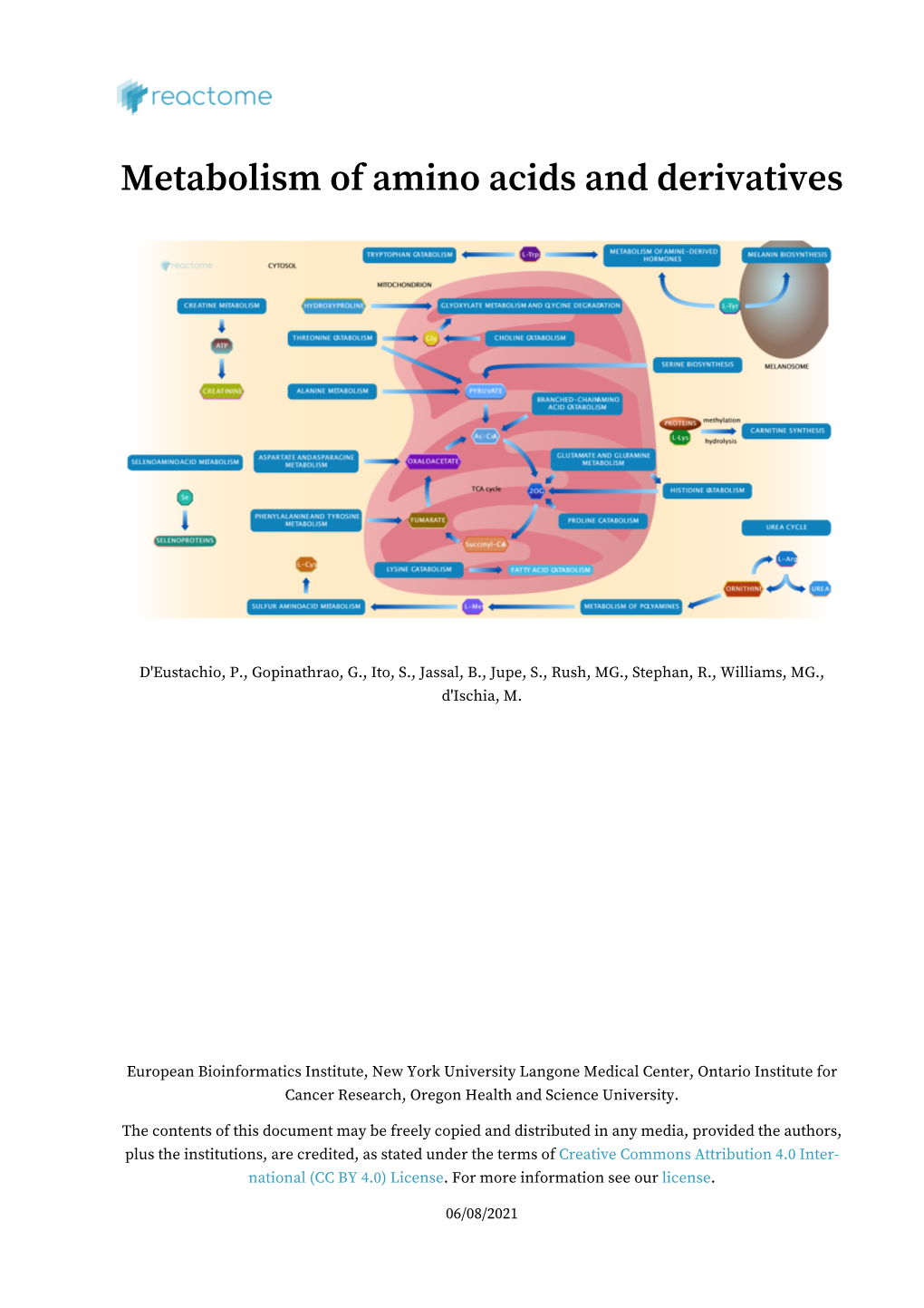 Reactome | Metabolism of Amino Acids and Derivatives (R-HSA-71291)